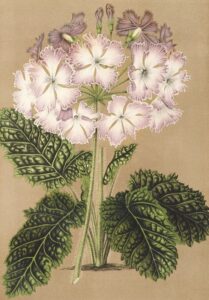 Primula grandiflora - Charles Antoine Lemaire