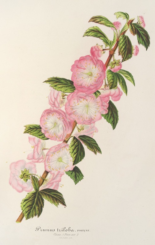Prunus triloba - Charles Antoine Lemaire