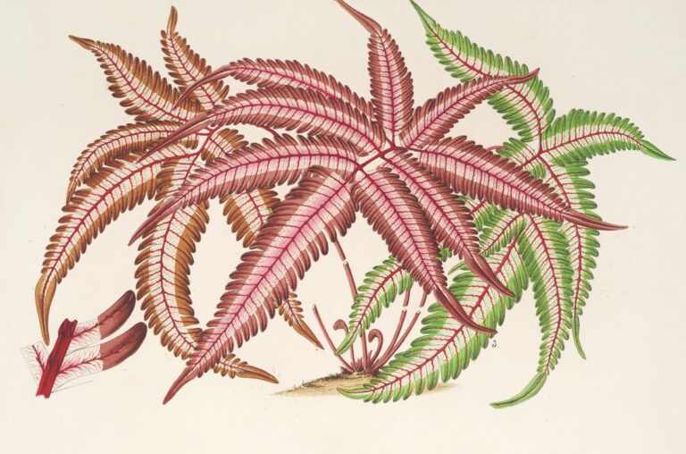Pteris aspericaulis tricolor - Charles Antoine Lemaire