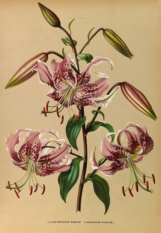 Rode prachtlelie - Arentina Hendrica Arendsen