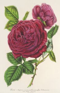 Roos Triomphe d’Amiens - Charles Antoine Lemaire