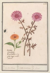Roze bloem en goudsbloem - Anselmus Boëtius de Boodt