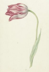Roze tulp - Jean Bernard