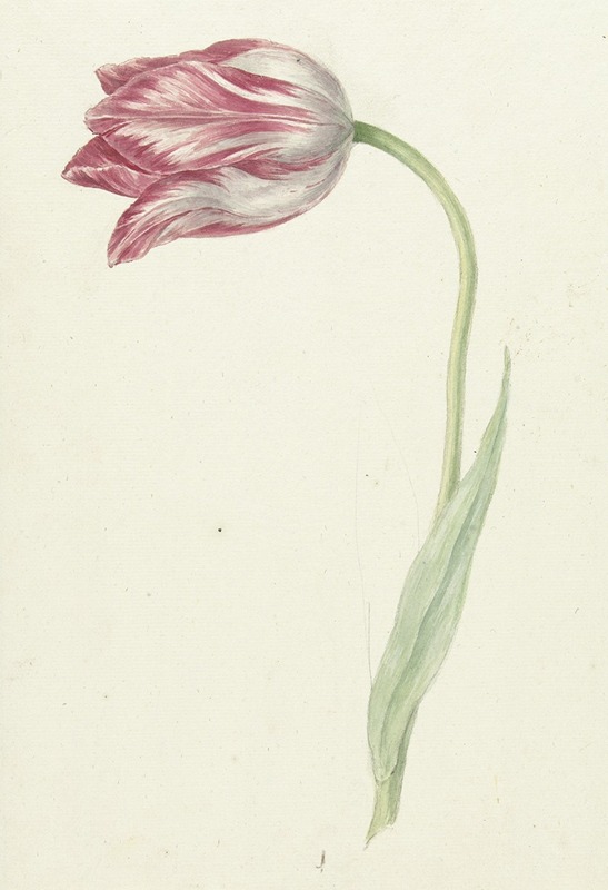 Roze tulp - Jean Bernard