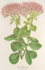 Sedum fabarium - Charles Antoine Lemaire
