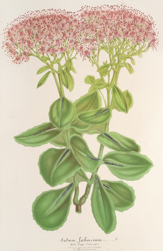 Sedum fabarium - Charles Antoine Lemaire