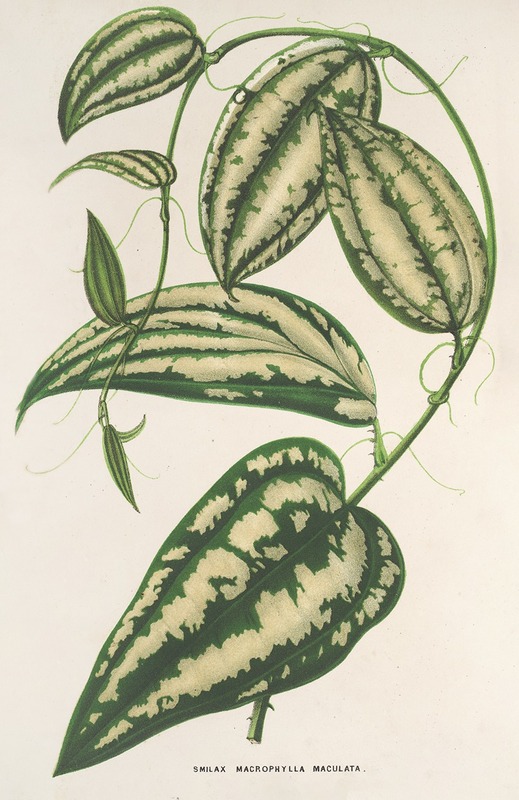 Smilax ornata - Charles Antoine Lemaire