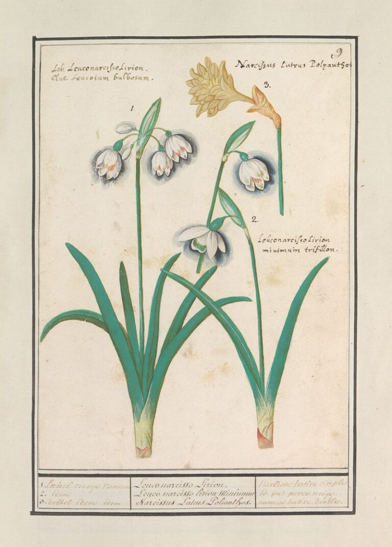Sneeuwklokjes en narcis - Anselmus Boëtius de Boodt