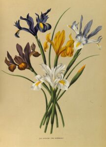 Spaanse iris - Arentina Hendrica Arendsen