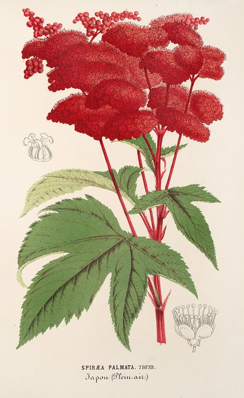 Spiraea palmata - Charles Antoine Lemaire