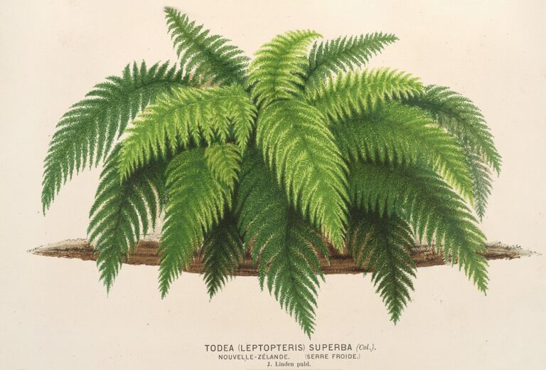 Todea superba - Charles Antoine Lemaire