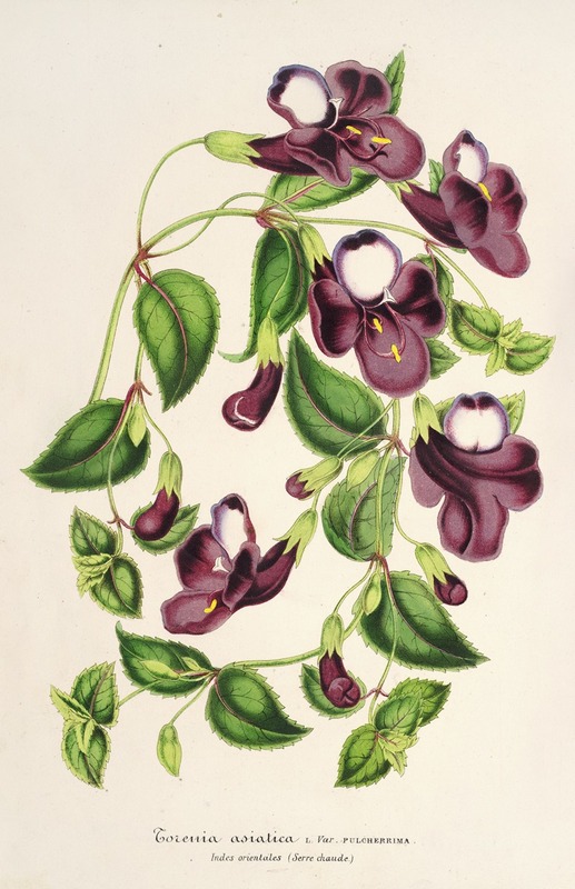 Torenia asiatica - Charles Antoine Lemaire
