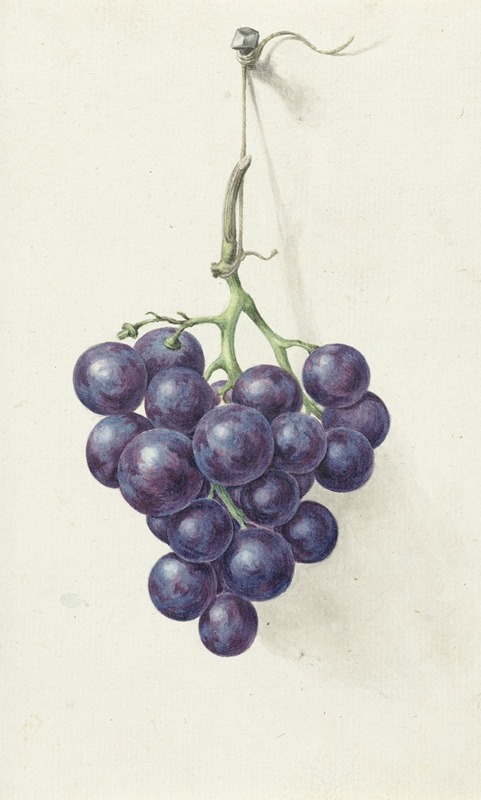 Tros blauwe druiven - Jean Bernard