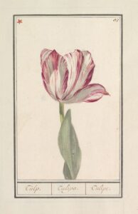 Tulp IV - Anselmus Boëtius de Boodt