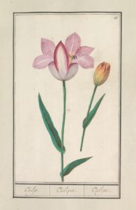 Tulp V - Anselmus Boëtius de Boodt
