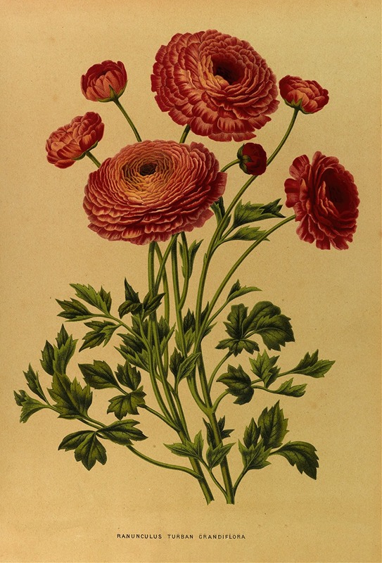 Turbanranonkel - Arentina Hendrica Arendsen