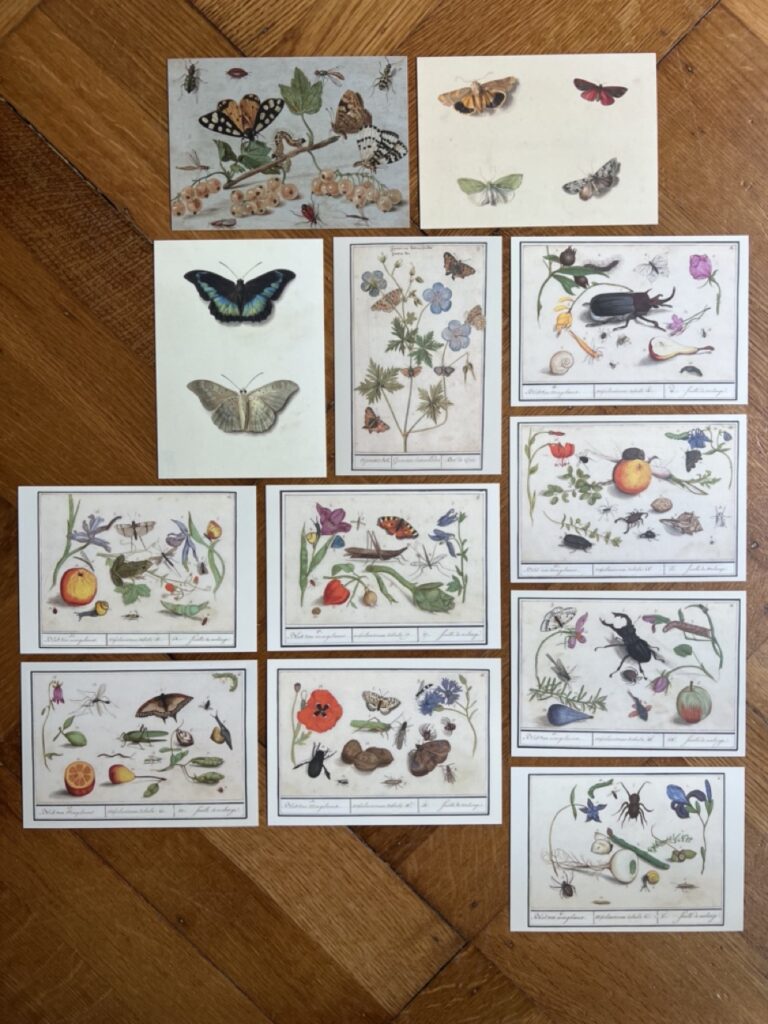 Vlinders en insecten – Deel 1 – A6