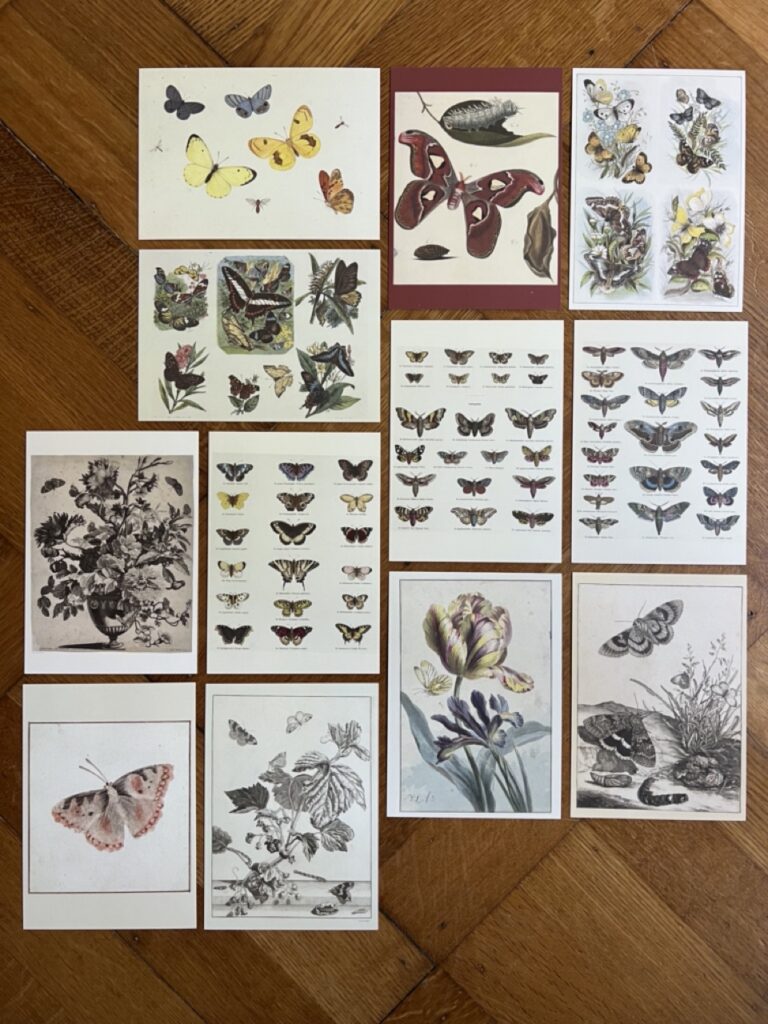 Vlinders en insecten – Deel 3 – A6