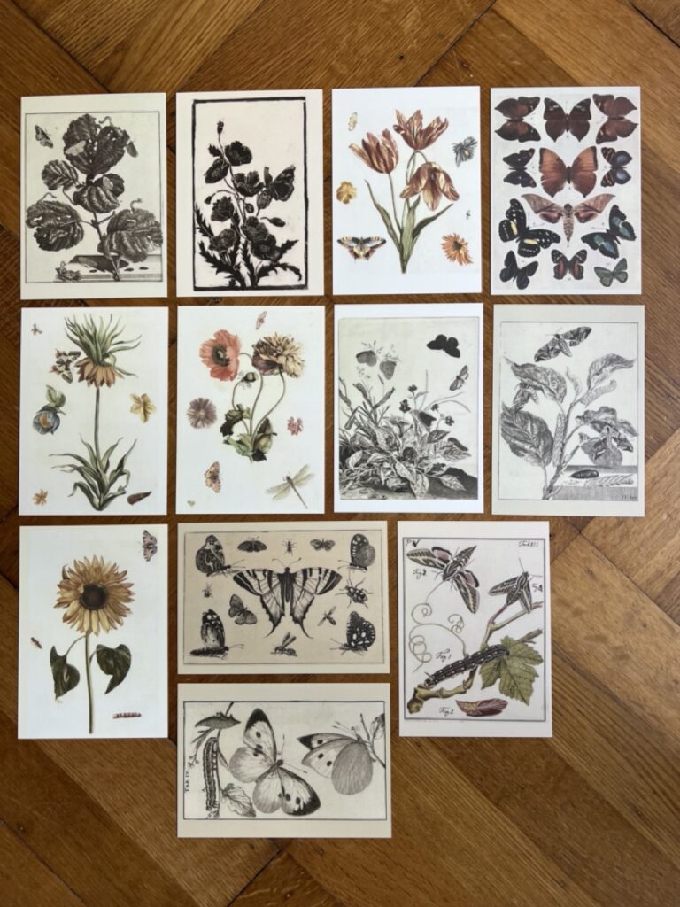 Vlinders en insecten – Deel 4 – A6