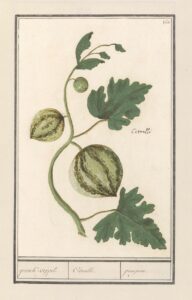 Watermeloen - Anselmus Boëtius de Boodt
