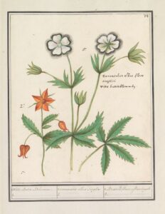 Witte boterbloem en onbekende bloem - Anselmus Boëtius de Boodt