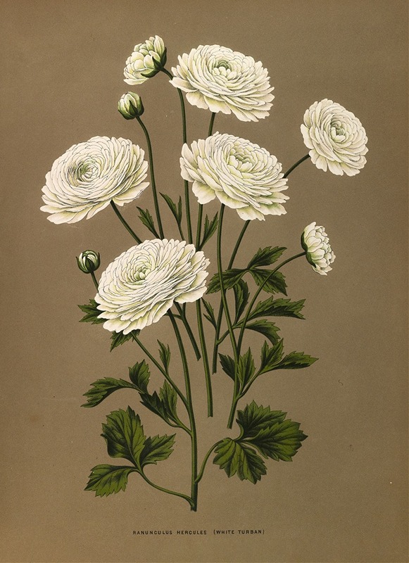 Witte turbanranonkel - Arentina Hendrica Arendsen