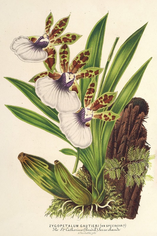 Zygopetalum Gautieri - Charles Antoine Lemaire